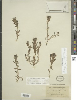 Chloropyron maritimum subsp. palustre image