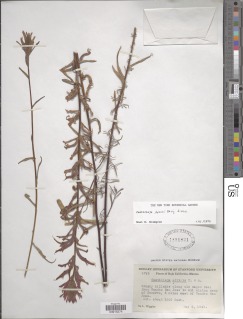 Castilleja subinclusa subsp. subinclusa image