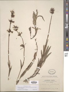 Penstemon heterodoxus var. shastensis image