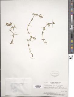 Image of Bacopa repens