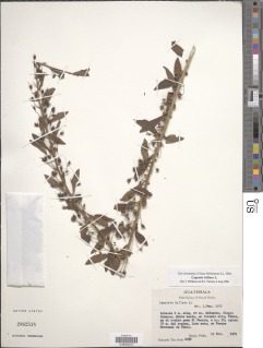 Image of Capraria biflora