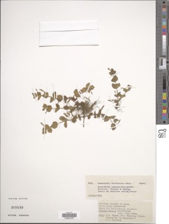 Image of Linderniella brevidens