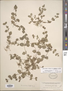 Image of Vandellia diffusa