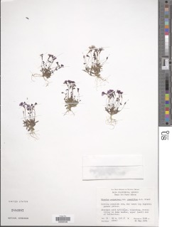 Erythranthe purpurea image