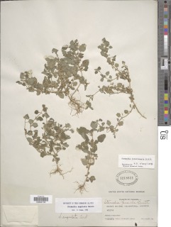 Stemodia angulata image