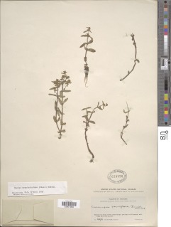 Bacopa monnierioides image