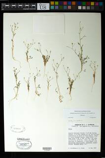 Saltugilia australis image