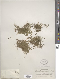 Image of Micranthemum umbrosum