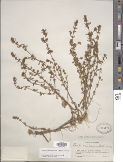 Bacopa sessiliflora image