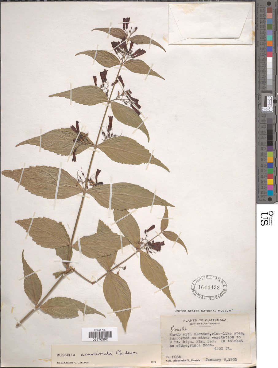 Plantaginaceae image