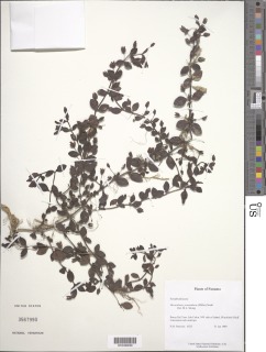 Image of Mecardonia acuminata