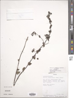 Alectra sessiliflora image