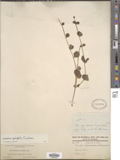 Russelia parvifolia image