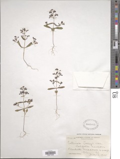 Collinsia torreyi var. latifolia image