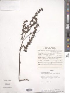 Alectra sessiliflora image