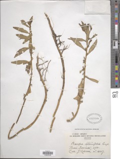 Image of Bacopa alternifolia