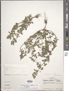 Stemodia angulata image