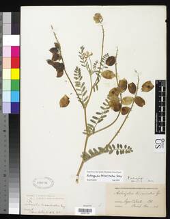 Image of Astragalus tricarinatus