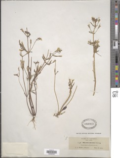 Erythranthe bicolor image
