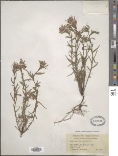 Castilleja applegatei subsp. pinetorum image