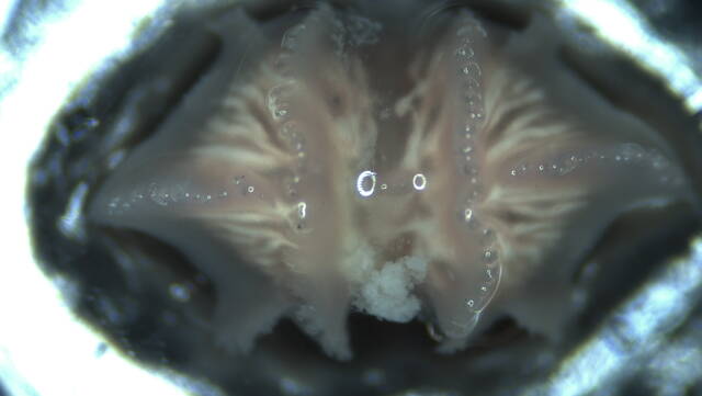 Myzostomatidae image