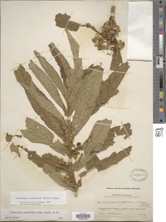 Leucocarpus perfoliatus image