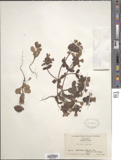 Collinsia corymbosa image