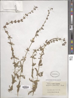 Image of Bacopa sessiliflora
