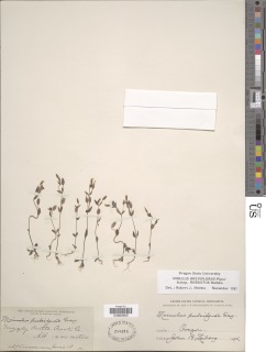 Erythranthe breviflora image