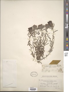 Castilleja foliolosa image