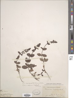 Veronica serpyllifolia image