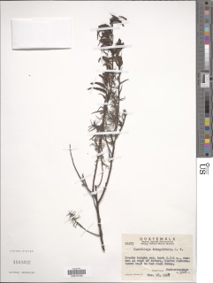 Castilleja integrifolia image