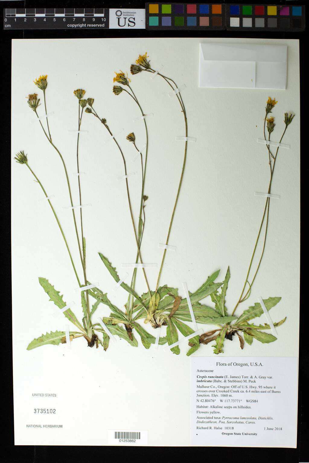 Crepis runcinata subsp. imbricata image