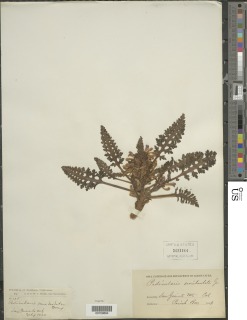 Pedicularis semibarbata image