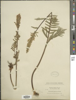 Image of Pedicularis bracteosa