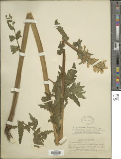 Pedicularis bracteosa var. flavida image