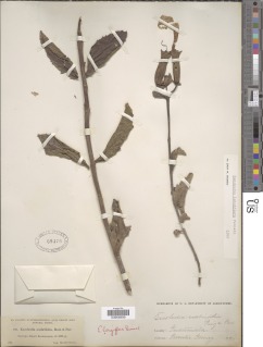 Escobedia longiflora image