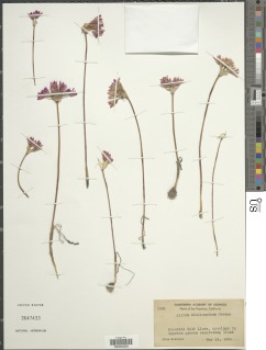 Image of Allium dichlamydeum
