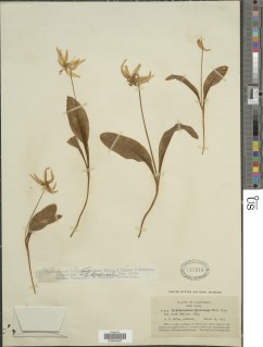 Erythronium multiscapideum image