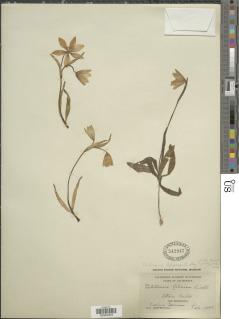 Fritillaria liliacea image