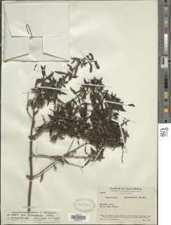 Lamourouxia lanceolata image