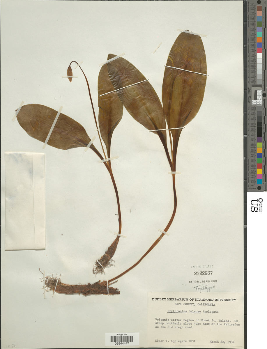 Erythronium helenae image
