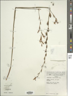 Image of Gladiolus unguiculatus