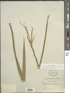 Neomarica variegata image