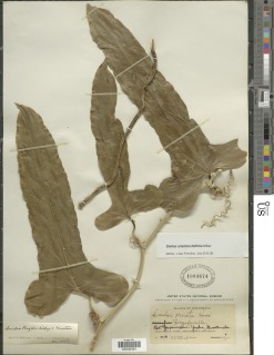 Smilax aristolochiifolia image