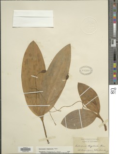 Scoliopus bigelovii image