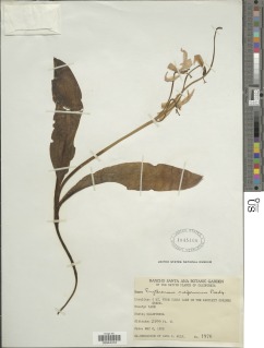 Image of Erythronium californicum