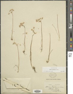 Image of Allium hyalinum
