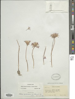 Image of Allium abramsii