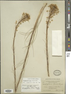 Xerophyllum tenax image